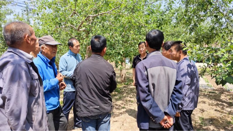 国家乡村振兴镇原科技特派团绿肥产业组在镇原县开展果园间作绿肥科技服务