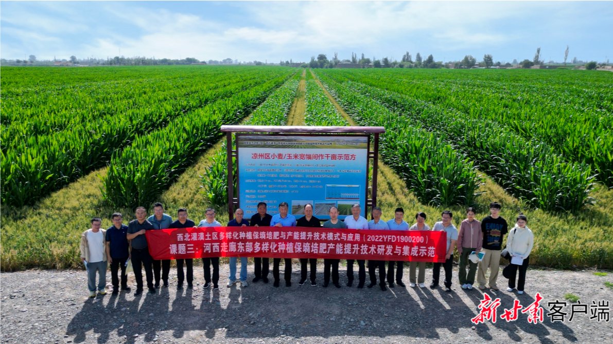 【新甘肃】“这里的田地越种越肥沃”——河西走廊新型多样化种植技术让土地永续“生金”