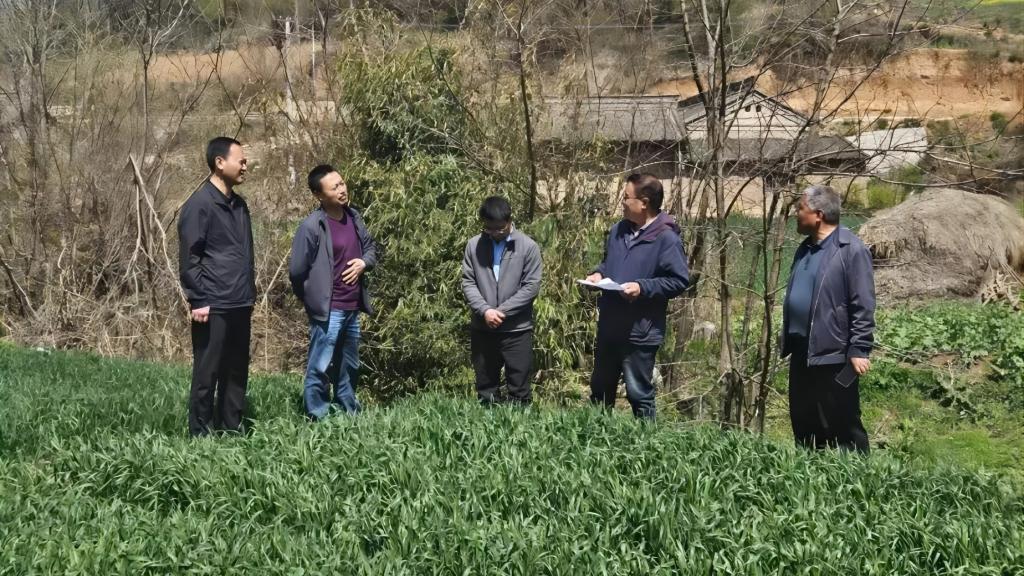 【转载】甘肃省政府参事、省农科院鲁清林研究员来我县调研指导小麦产业工作