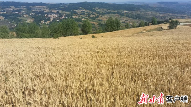 【新甘肃】兰天系列小麦品种在甘肃寒旱区获高产
