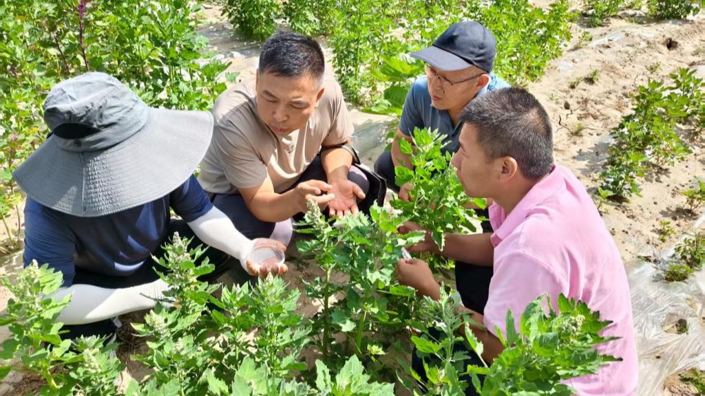 畜草所在临夏开展藜麦杂交育种联合攻关与技术交流活动