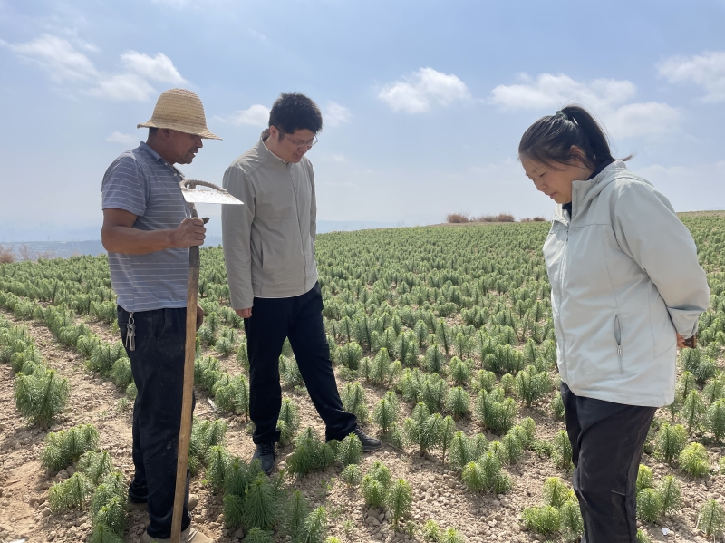 中国农业科学院百合专家来我所考察兰州百合新品系