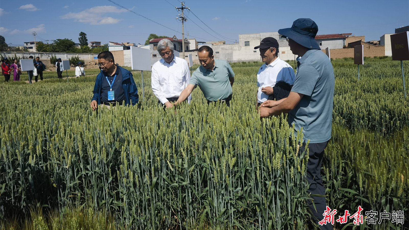 【新甘肃】陇原“寻锈”者——甘肃省农科院植物保护研究所甘谷试验站观摩会见闻