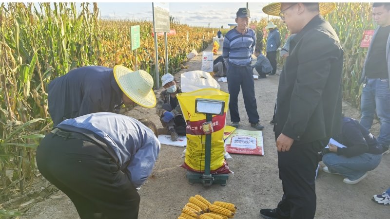 国家重点研发计划课题“作物控水抑盐产能提升综合技术模式”在民勤举行测产活动