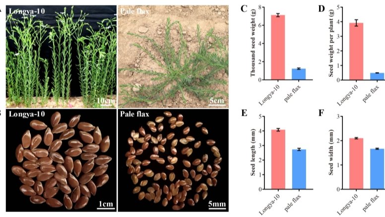 作物研究所胡麻团队在胡麻千粒重性状遗传解析中取得新进展