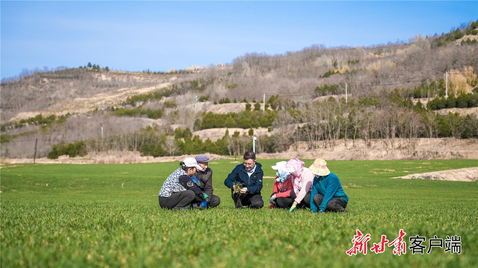 【新甘肃】为了一粒好种子 他们把实验室搬进麦田