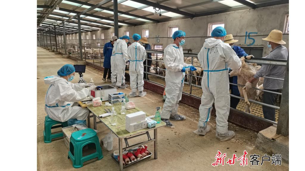 【新甘肃】农科专家助力积石山肉羊产业升级