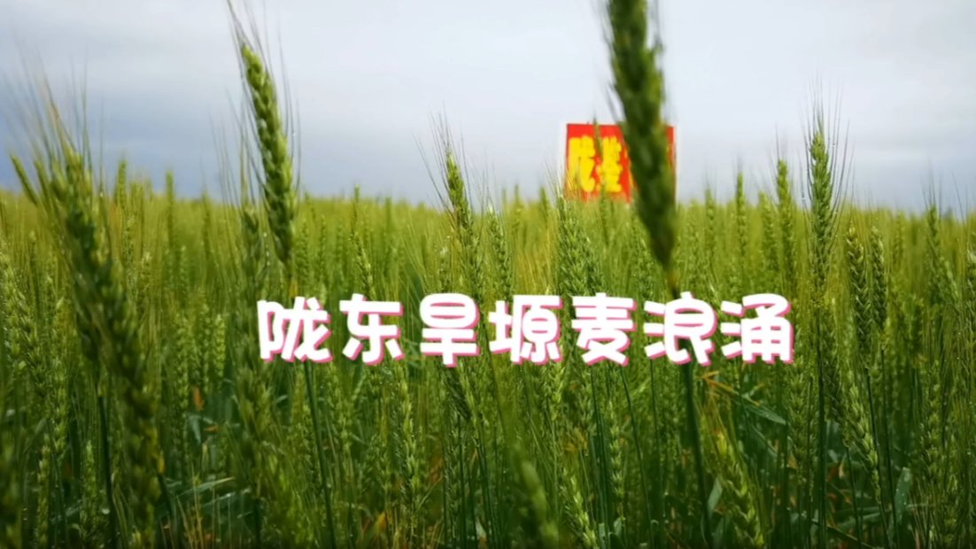 【新甘肃】旱作技术显神威 陇东旱塬麦浪涌——科技赋能为黄土旱塬撑起“丰收伞”