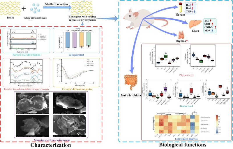 省农科院张掖节水农业试验站（场）团队在菊芋功能性成分研究中取得新进展