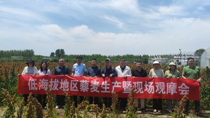 我院畜草所藜麦团队赴鲁深化盐碱地藜麦产业协作