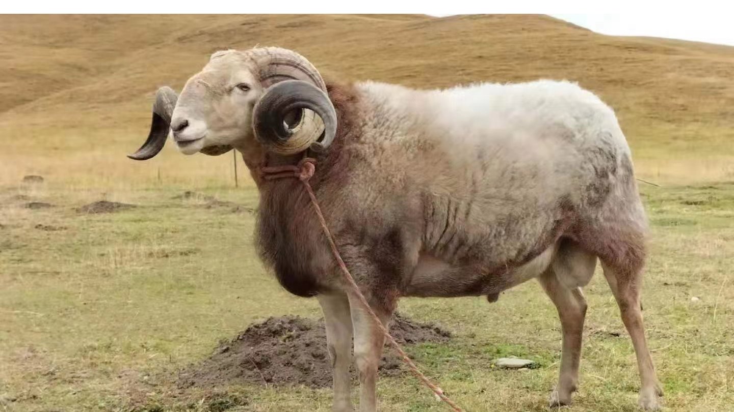 “盘欧羊”诞生记​——23年科技攻关解锁甘南藏羊种业振兴的“密码”