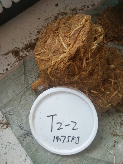 饲用甜菜+玉米秸秆混合黄贮提质增效利用技术