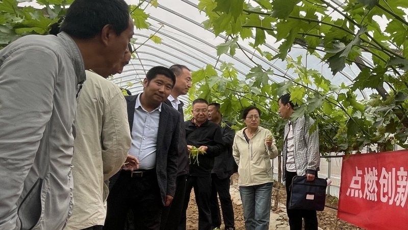 国家乡村振兴科技特派团葡萄产业组赴天水麦积区开展科技服务活动 