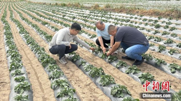 【新甘肃】【甘快看·青春华章·重走西北角】陇上“山海情”：青春热血献乡土，兴农振业促共富