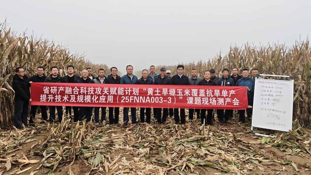 省农科院旱地农业研究所陇东玉米测产单产最高突破1143公斤