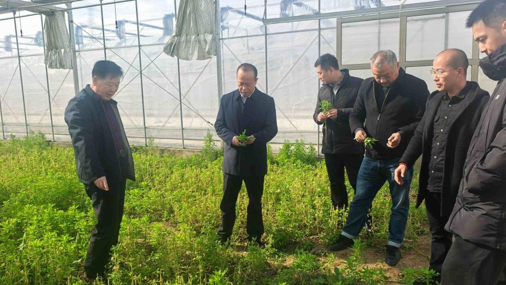 省农科院与上海共推藜麦产业多元化