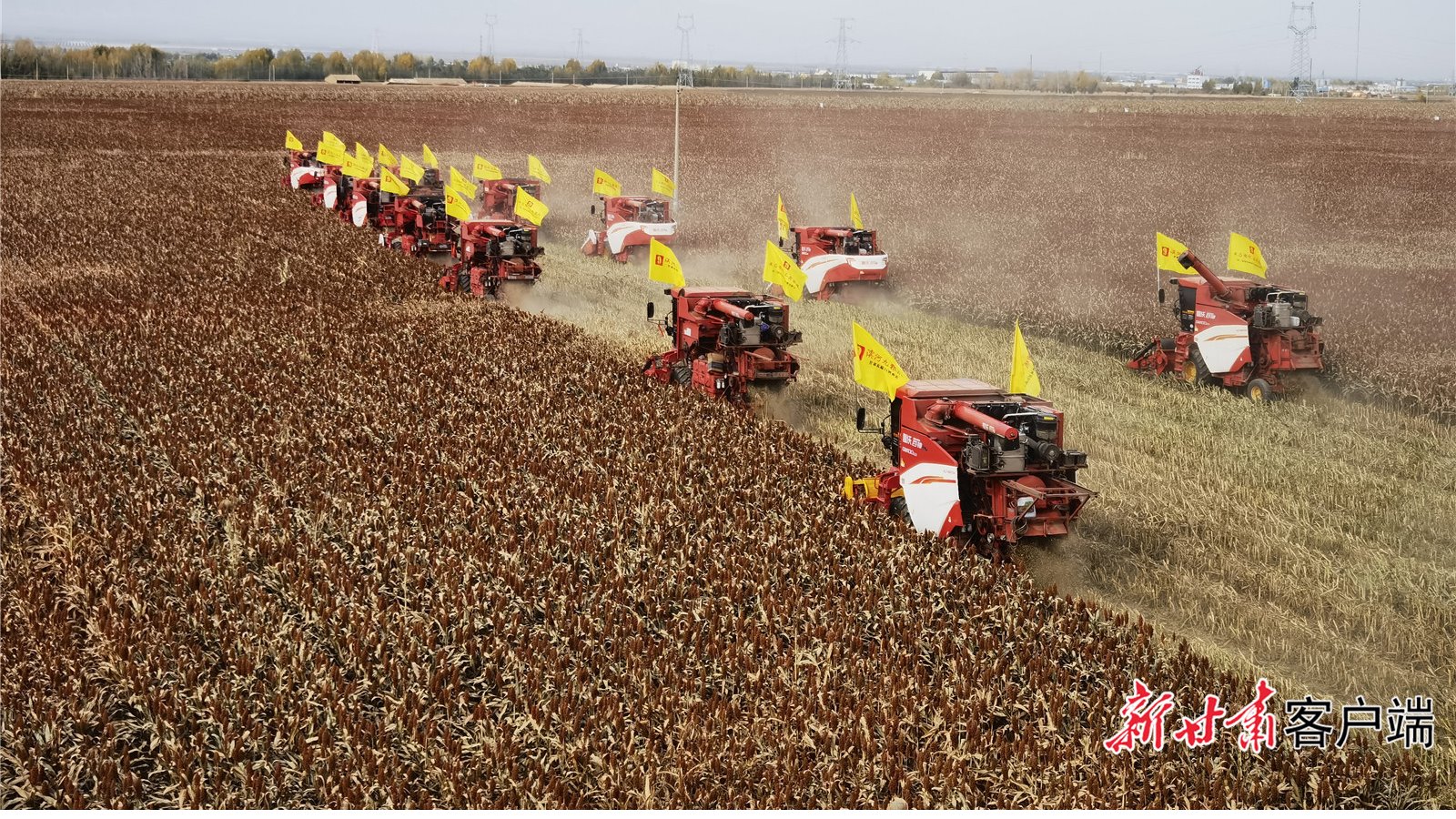 【新甘肃】科技助力 河西特色杂粮产业创新发展——甘肃省农科院特色杂粮作物提质增效关键技术集成示范观察