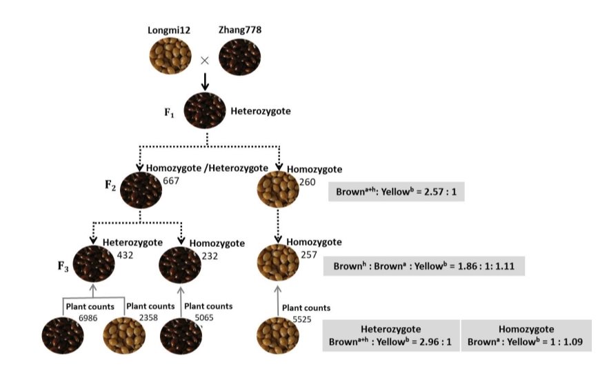 作物研究所杂粮团队在糜子粒色性状遗传解析中取得新进展