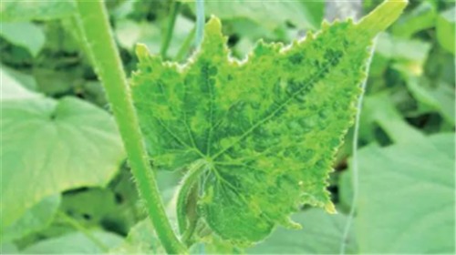 检疫性病害黄瓜绿斑驳病毒病、瓜类细菌性果斑病快速检测与监测预警技术