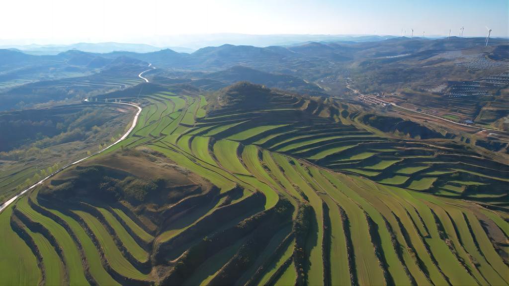 清水：5万亩良种小麦出苗见绿 长势喜人