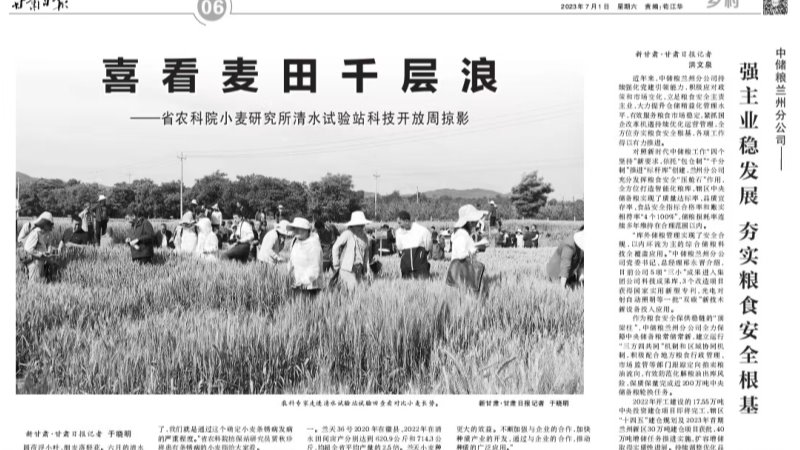 喜看麦田千层浪