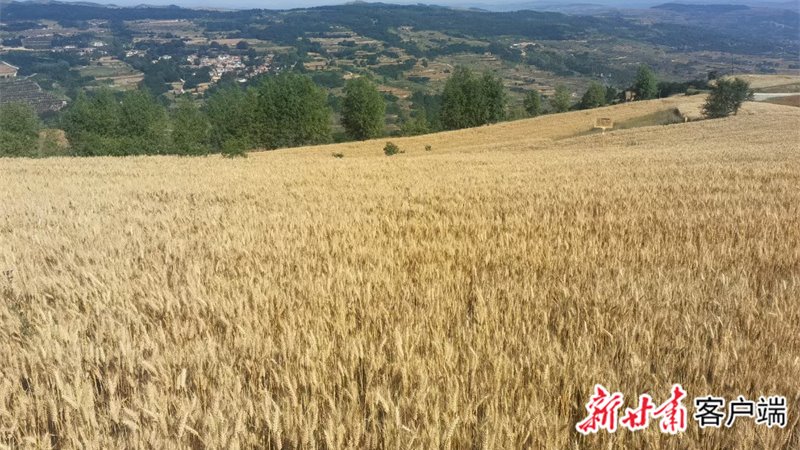 【新甘肃】兰天系列小麦品种在甘肃寒旱区获高产