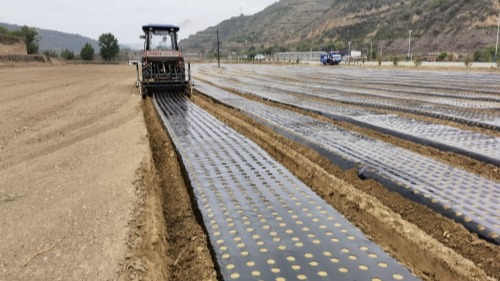 中药材覆膜穴孔育苗技