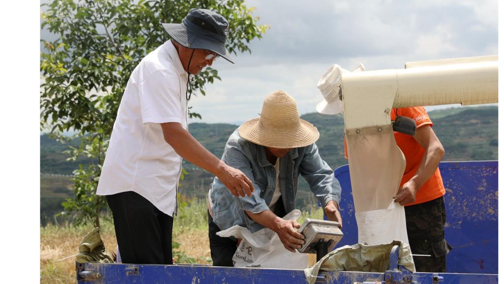 【新甘肃 】清水县：小麦测产获高产 良种良法显成效