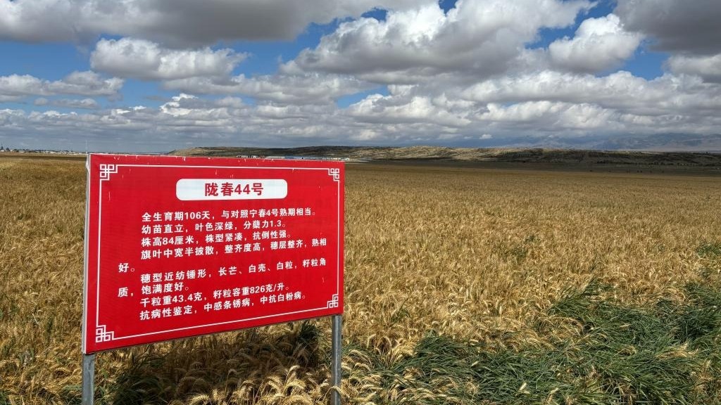 我院小麦研究所选育的强筋春小麦新品种“陇春44号”新疆巴里坤创高产！百亩田亩产达783.7公斤