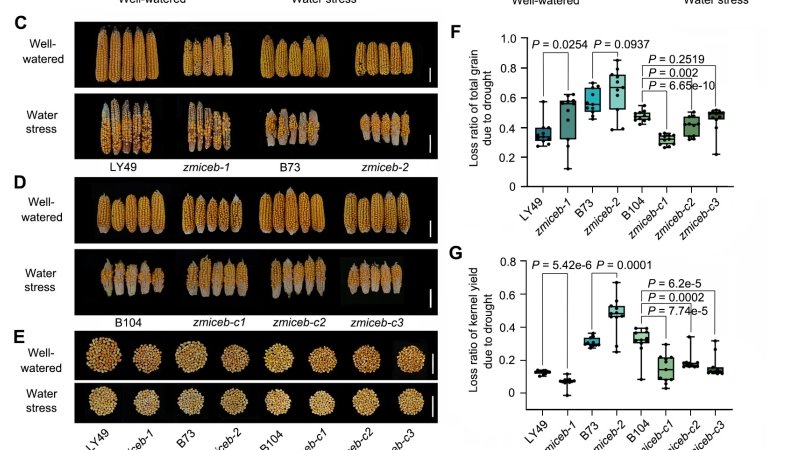 我院作物研究所在玉米气孔发育和耐旱机制研究中取得重大进展