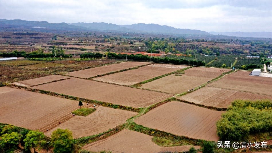 清水：冬小麦良种选育忙 助推小麦产业高质量发展