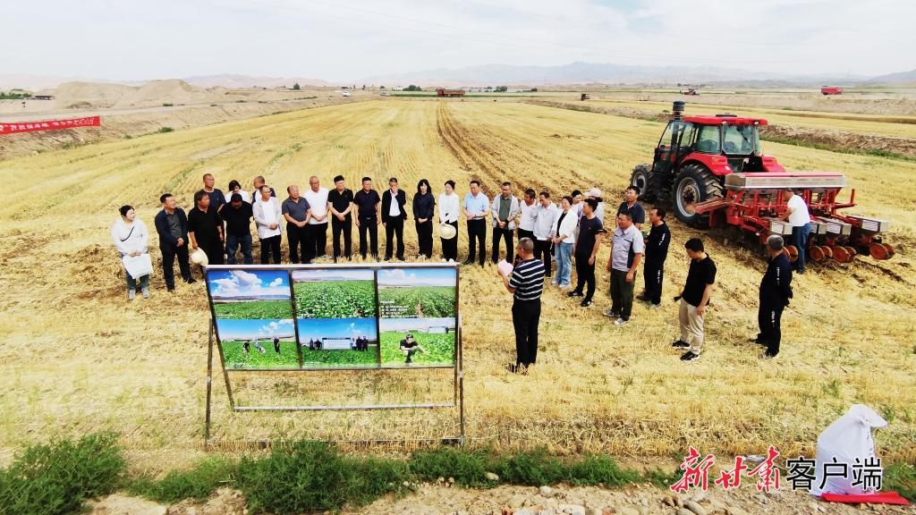 【新甘肃】甘肃创新大豆适水种植技术节水增产双突破