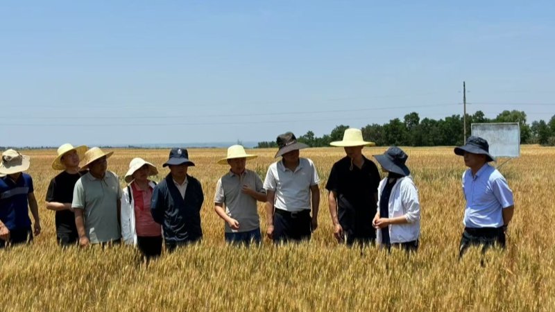 国家重点研发计划项目小麦病虫害防控示范观摩会在庆阳、平凉召开